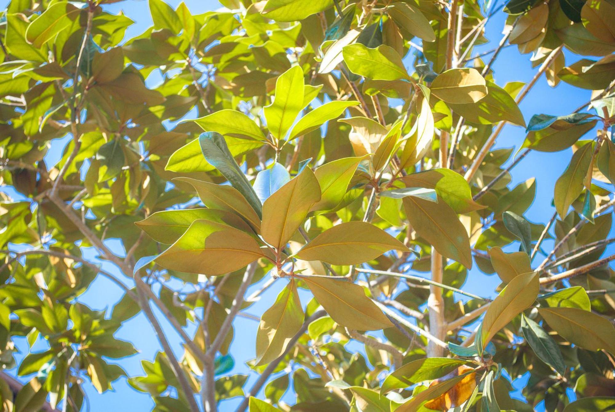 Hébergement de vacances Magnolia Con Giardino