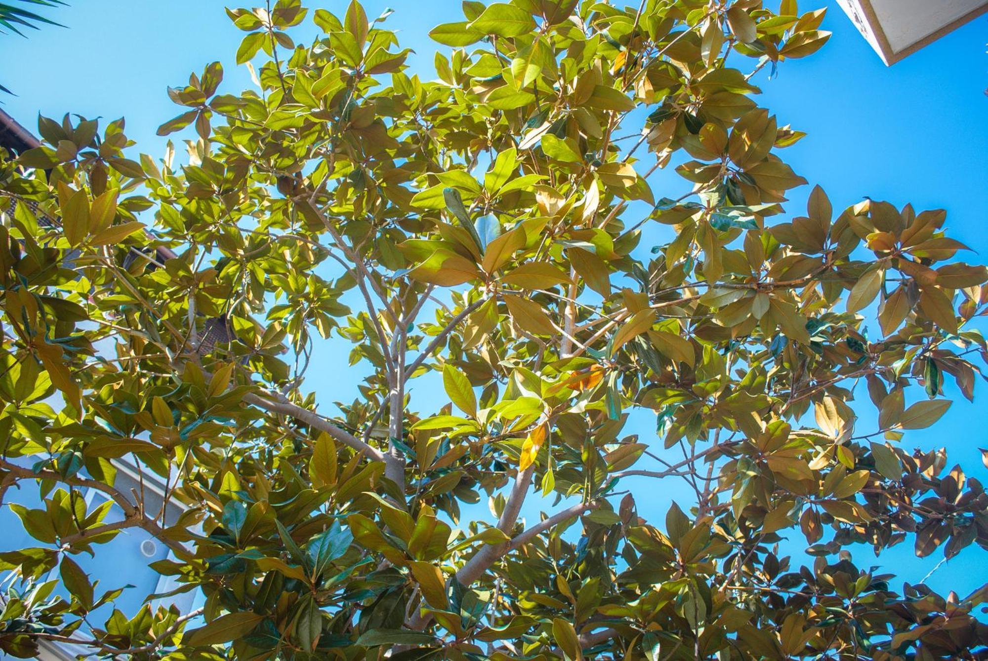 Magnolia Con Giardino Hébergement de vacances