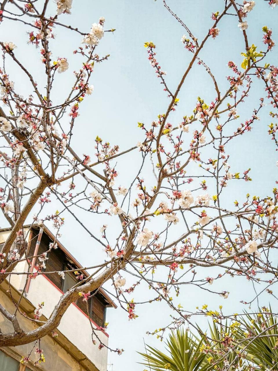 Magnolia Con Giardino Hébergement de vacances Bari